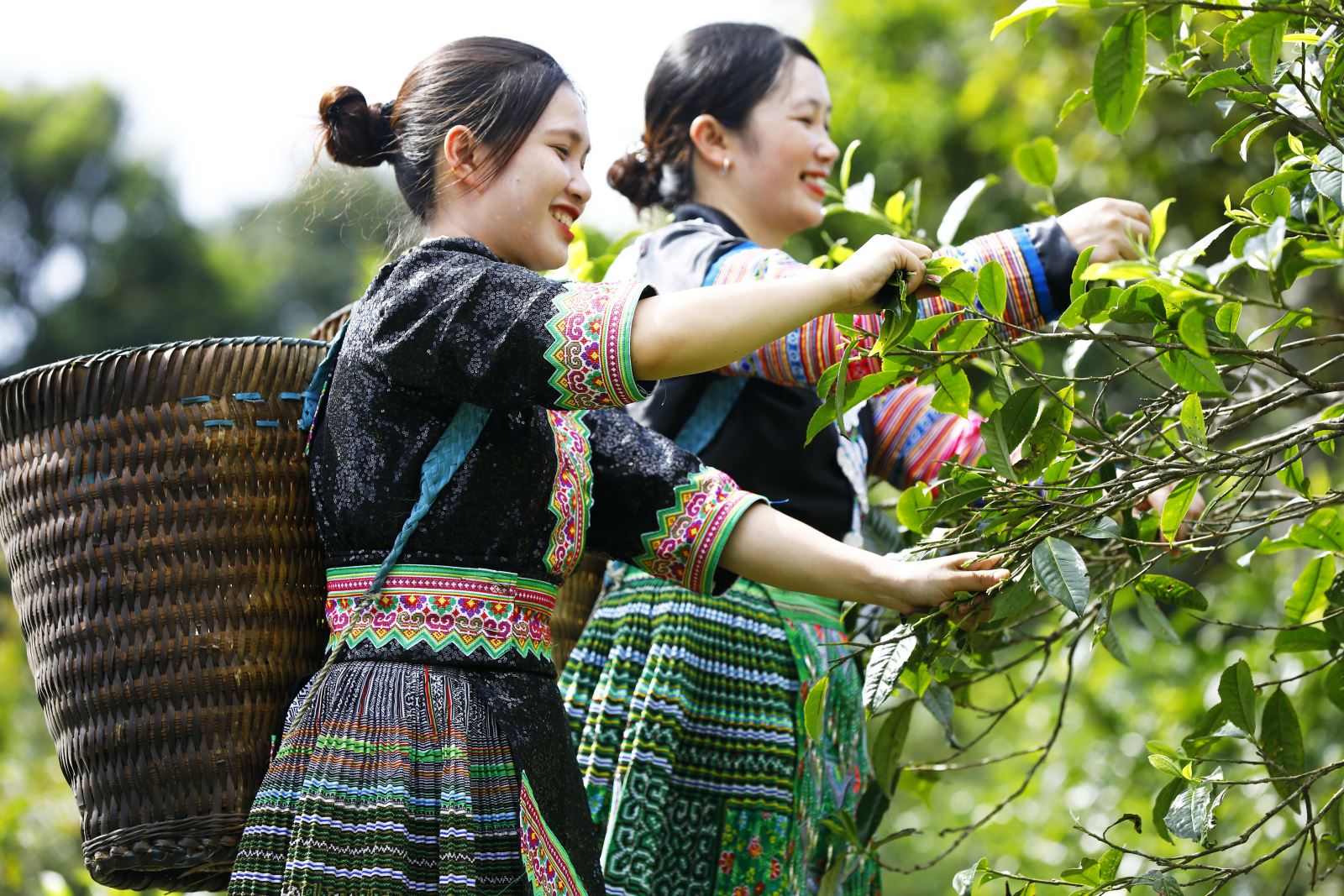 Thu hái Bạch Trà Shan Tuyết
