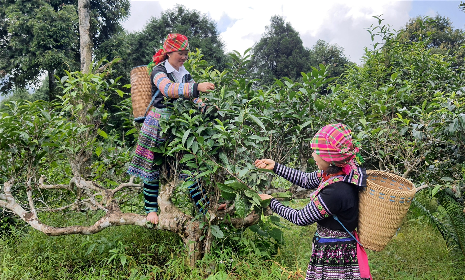 Cây Trà Cổ thụ