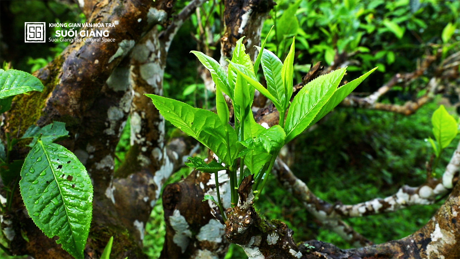Búp Trà Shan Tuyết 