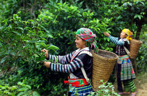 Cây chè Shan Tuyết 
